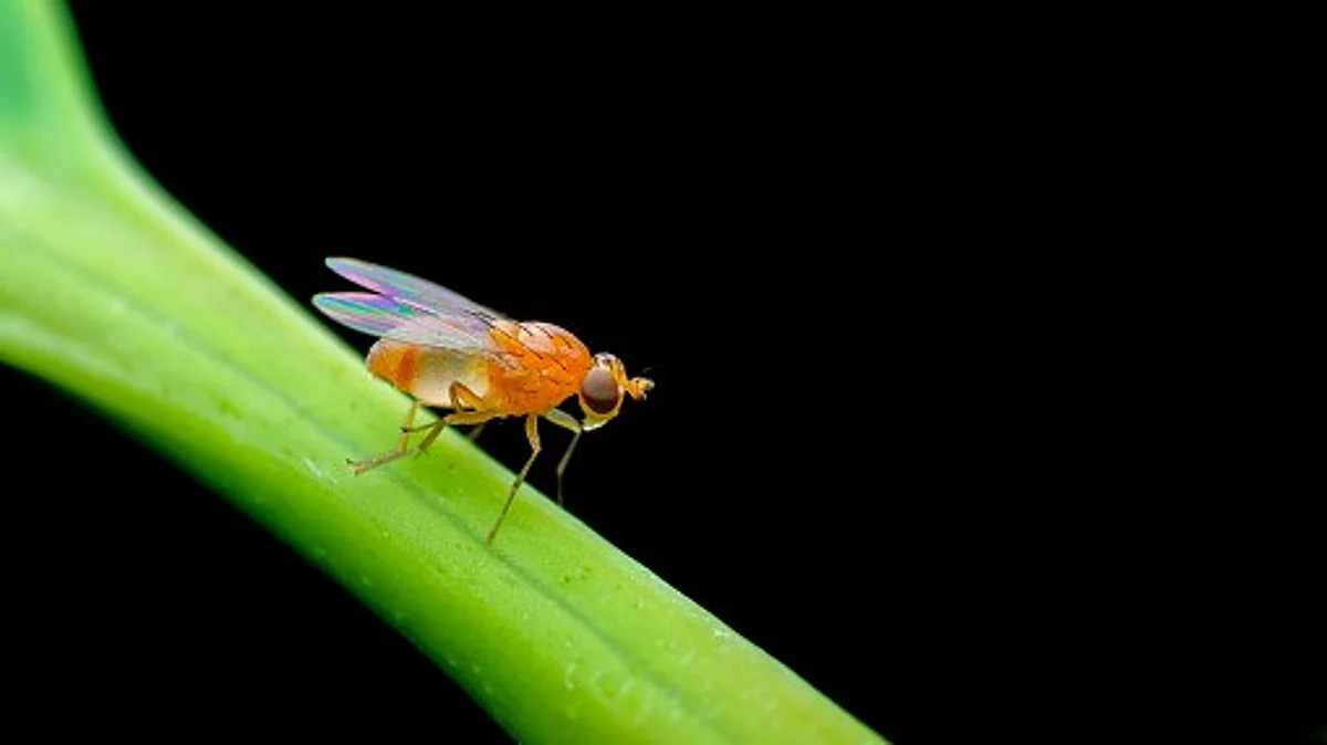 In Drosophila melanogaster, the insulin does not come from the pancreas as in humans but is instead released by nerve cells in the brain