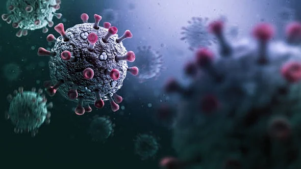 The researchers used a version of the SARS-CoV-2 virus that causes cells to glow fluorescent green when infected, as well as a special screening technique, to identify the top 26 natural compounds that showed inhibition of COVID-19 infection with low cell damage
