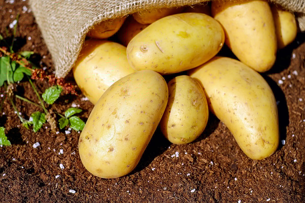 New Antibiotic Comes From a Pathogenic Bacterium in Potatoes