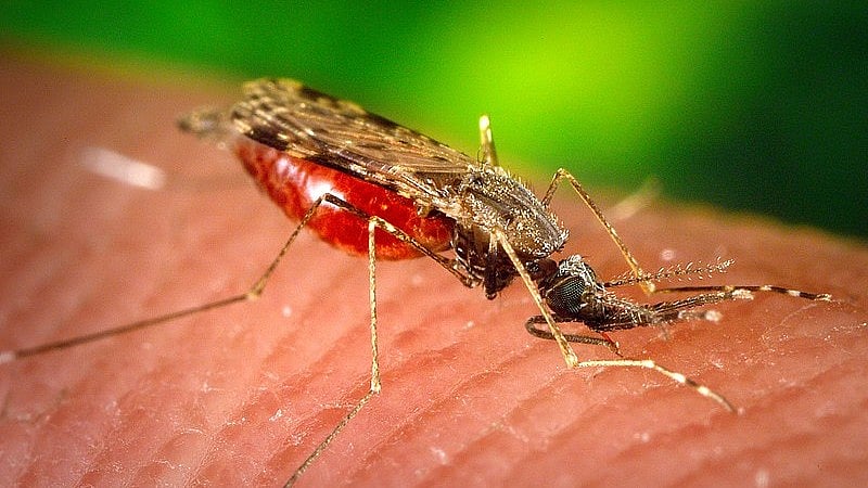 Diseasecarrying mosquitoes tracked with DNA barcodes