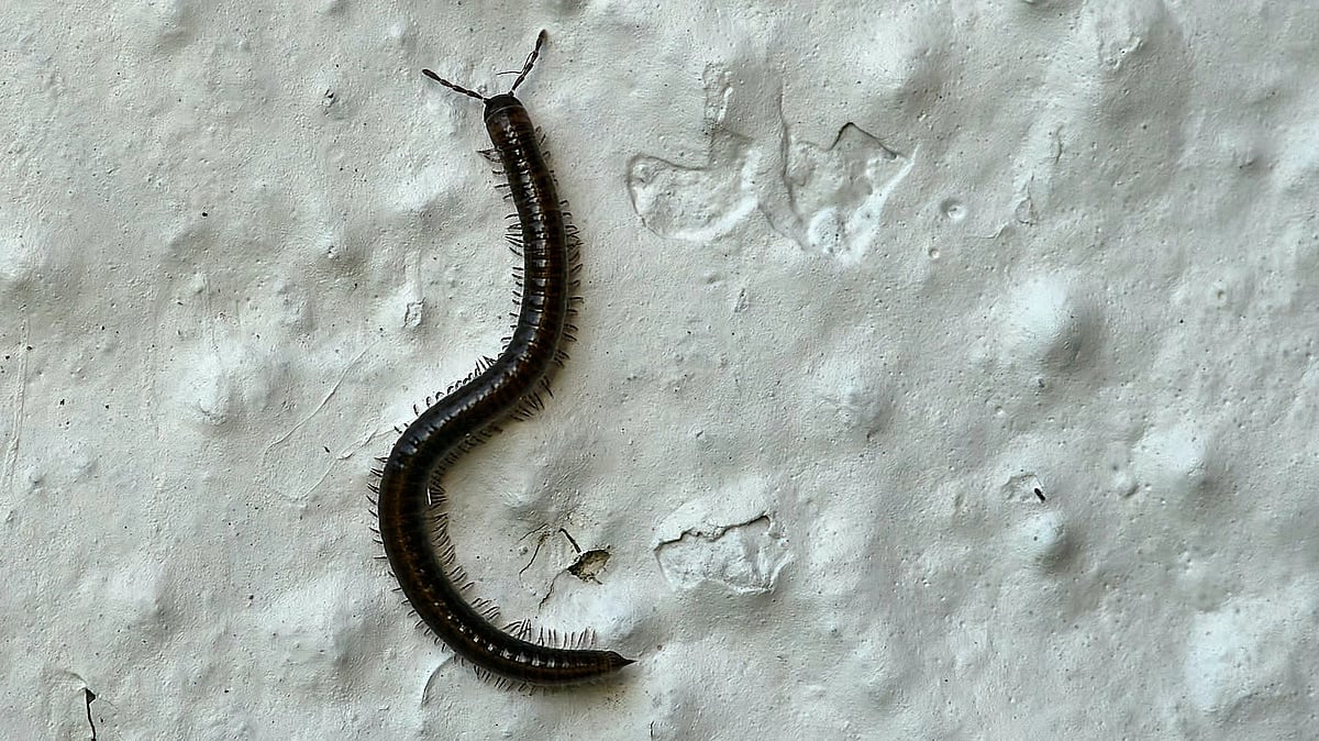 Roundworm Eggs In Carpet