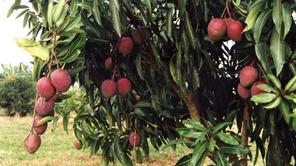 Kerala mulls bringing fruit cultivation under plantation sector to