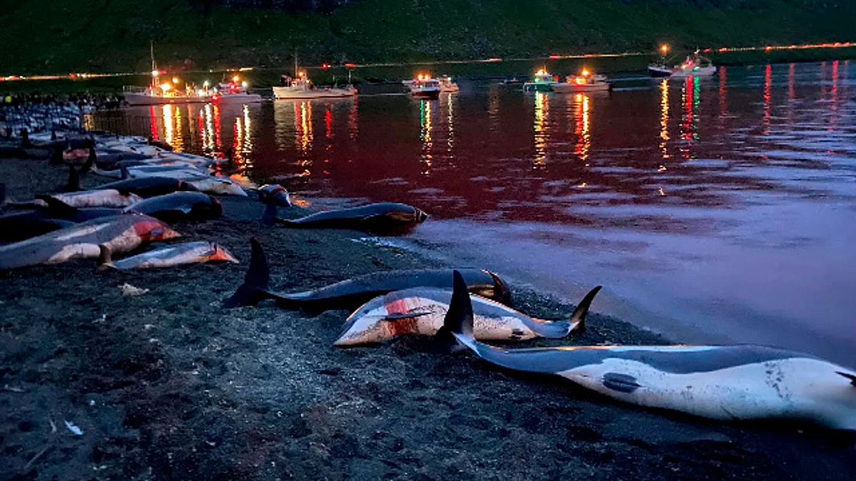 Cacería tradicional de delfines en Dinamarca provoca indignación en redes