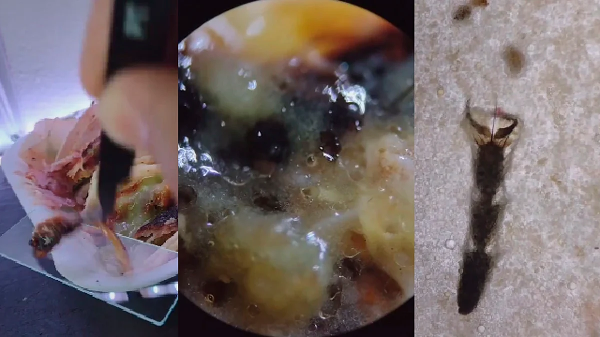Tiktoker analiza tacos callejeros con microscopio y esto encuentra