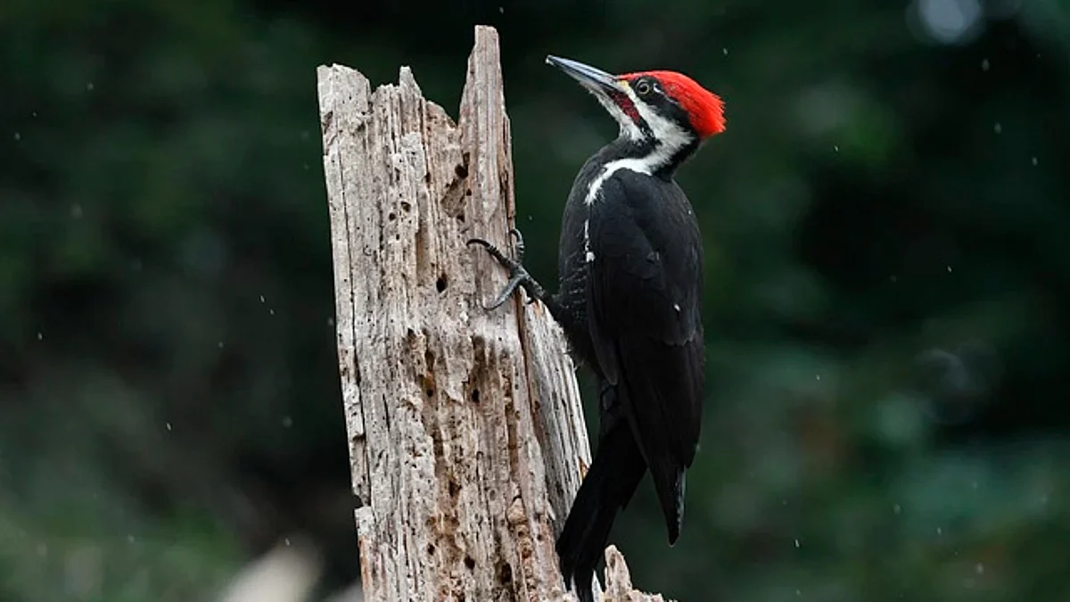 El pájaro carpintero y otras 22 especies son declaradas extintas en EU