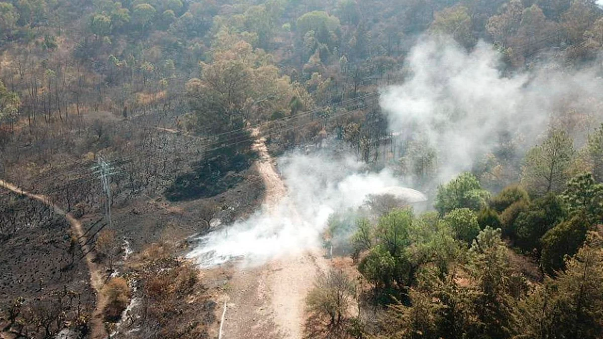Michoacán pierde al año 54 mil hectáreas de bosque por cambio de uso de suelo