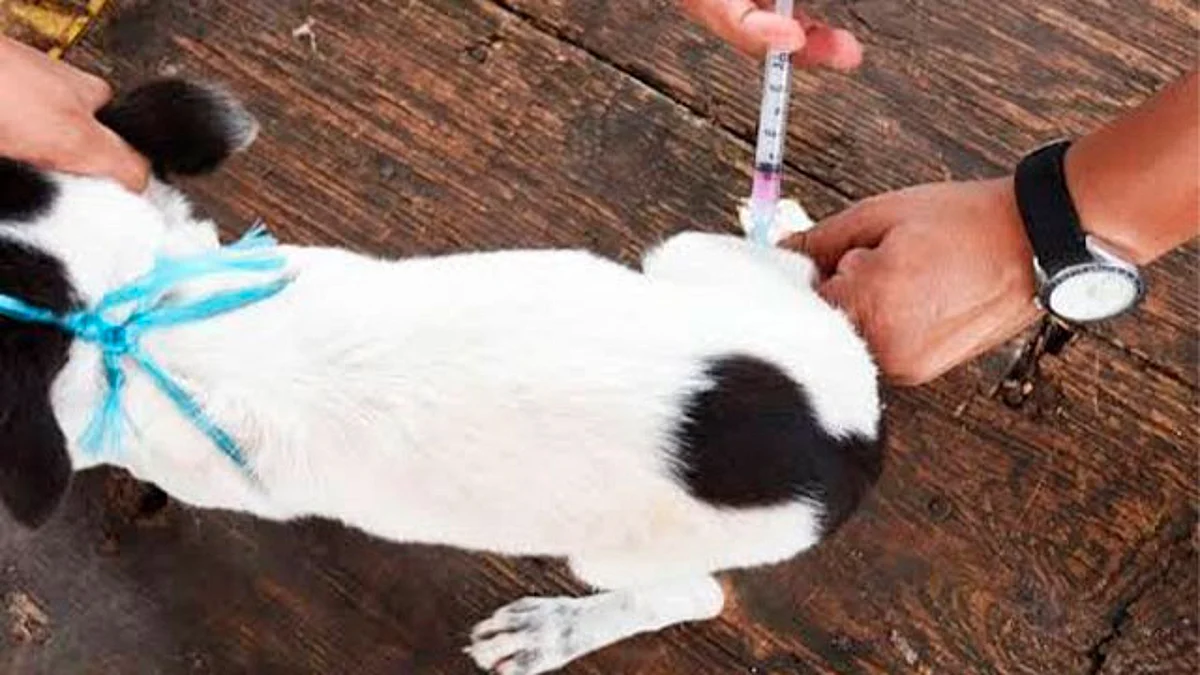En Tarímbaro, inicia jornada de vacunación antirrábica canina y felina