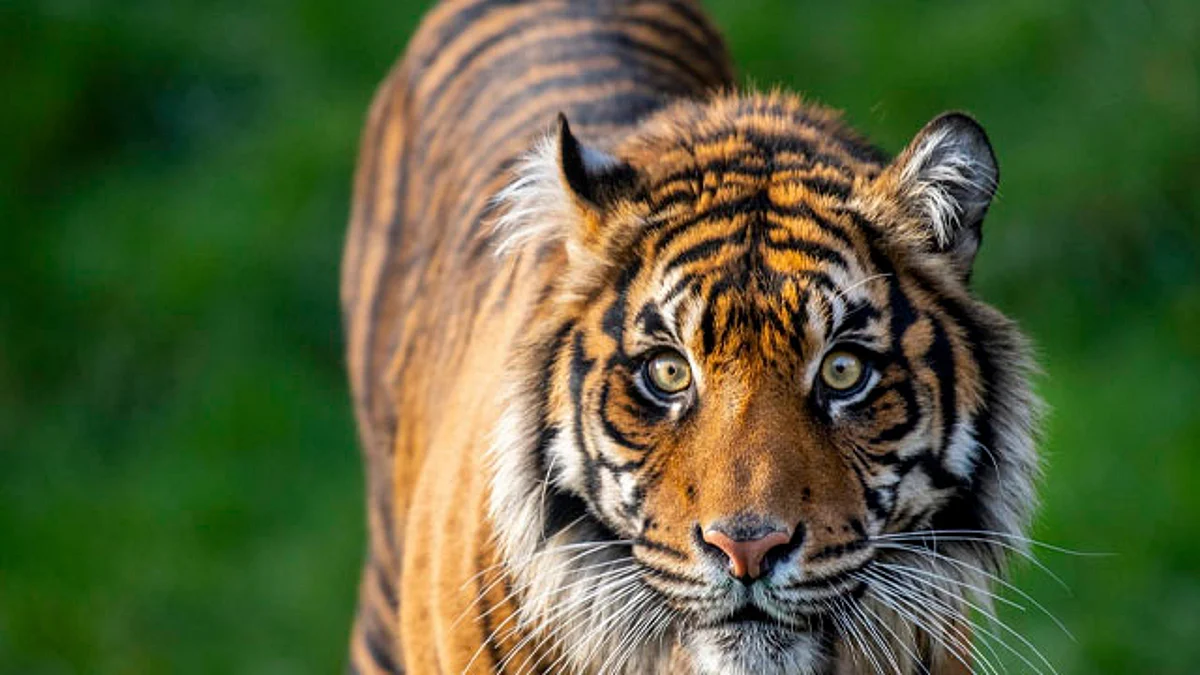 Tigre en peligro de extinción mata a la hembra con la que debía aparearse