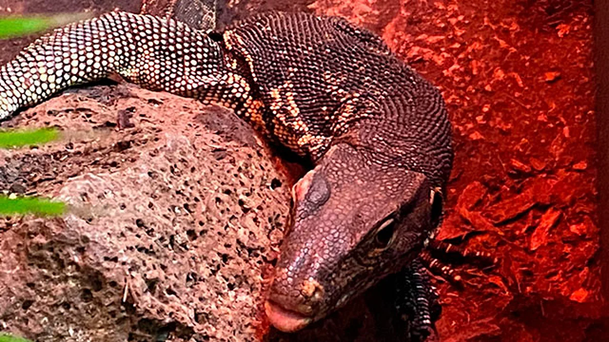 Crece la familia en el herpetario del Zoológico de Morelia
