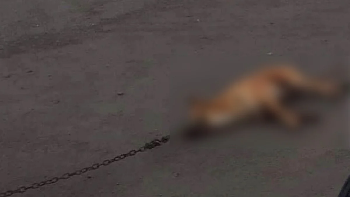 Indignante: amarra a perro a camioneta y lo arrastra por calle de Tangamandapio