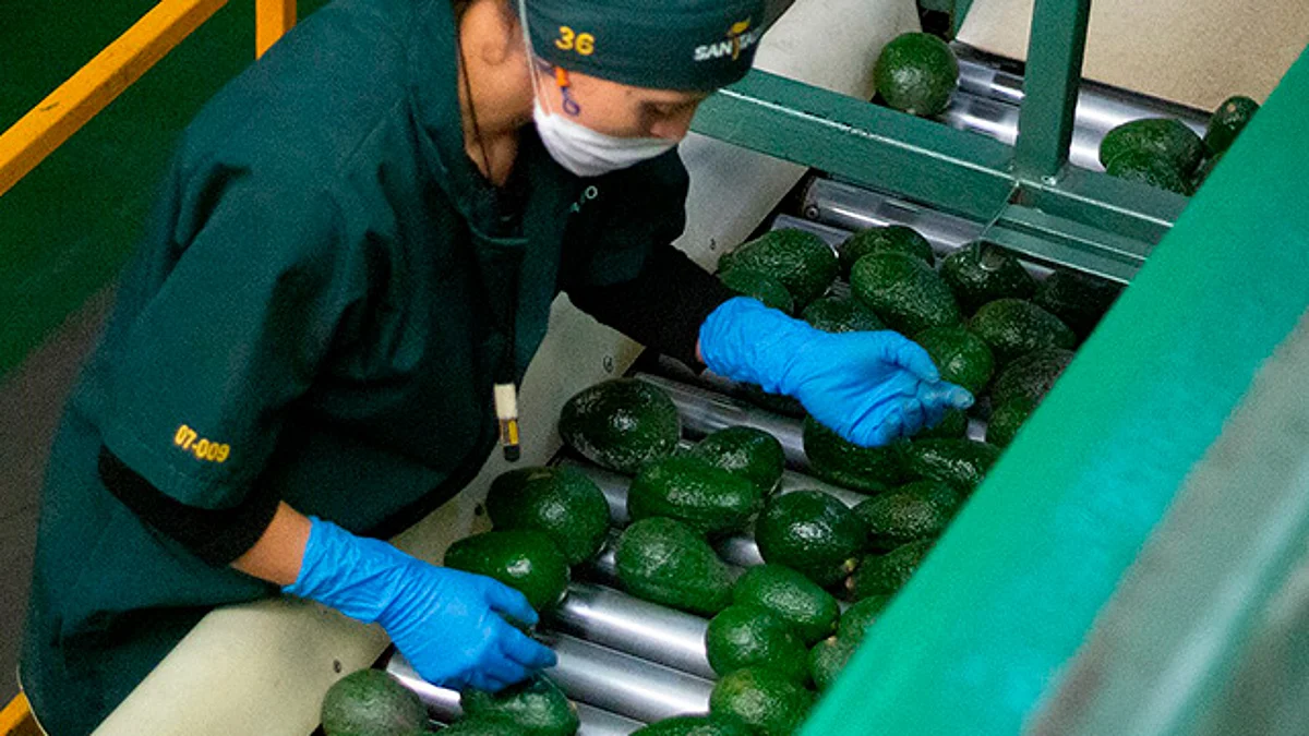 Exportadas, 180 mil toneladas de aguacate en tres meses por la APEAM