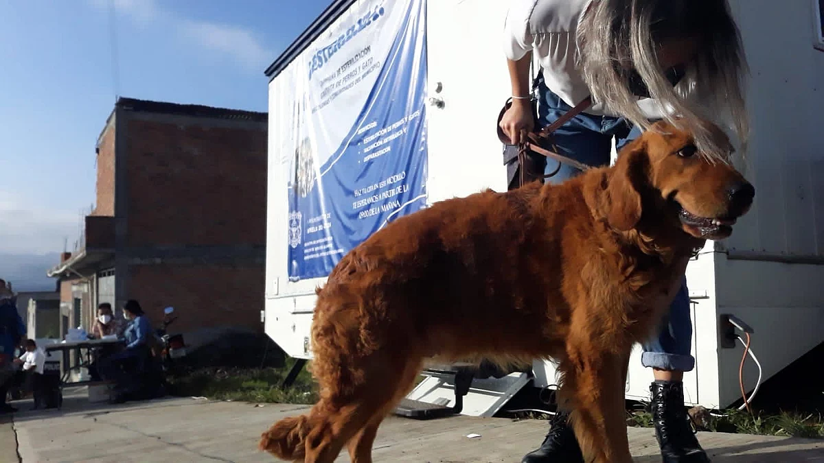 Inicia campaña de esterilización para perros y gatos en Morelia