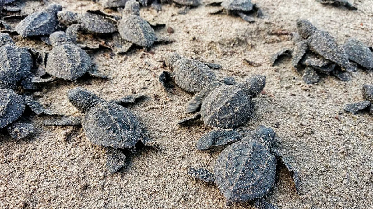 Liberación de tortugas en LC se podrá ver de manera virtual