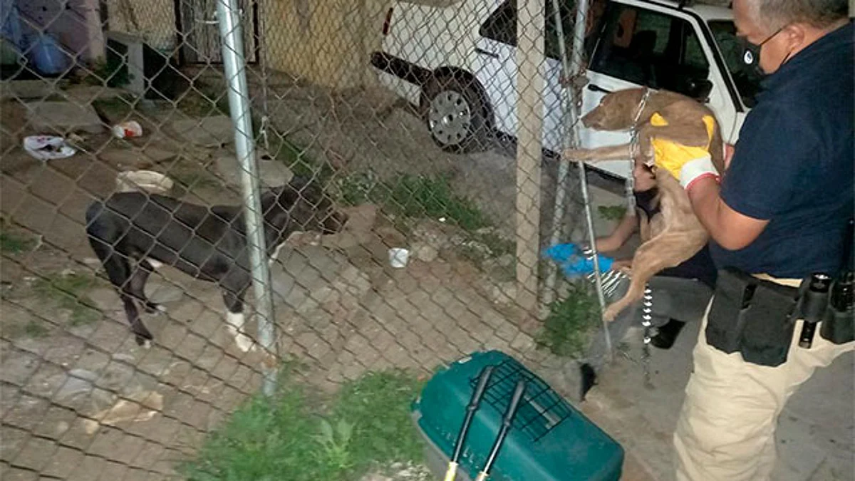 Catean casa en la Misión del Valle; aseguran perros relacionados con crueldad animal