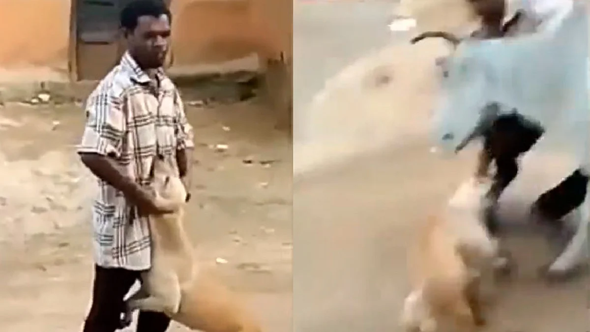 Vaca ataca a un hombre que torturaba a un perrito