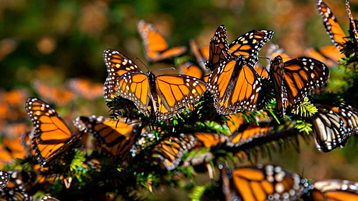 Michoacán: santuarios de la mariposa Monarca, listos para recibir turistas