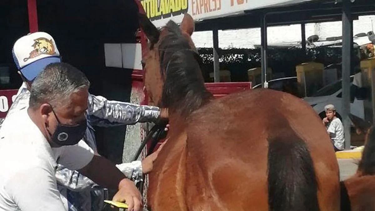 Investigan posible maltrato animal a dos caballos en Morelia