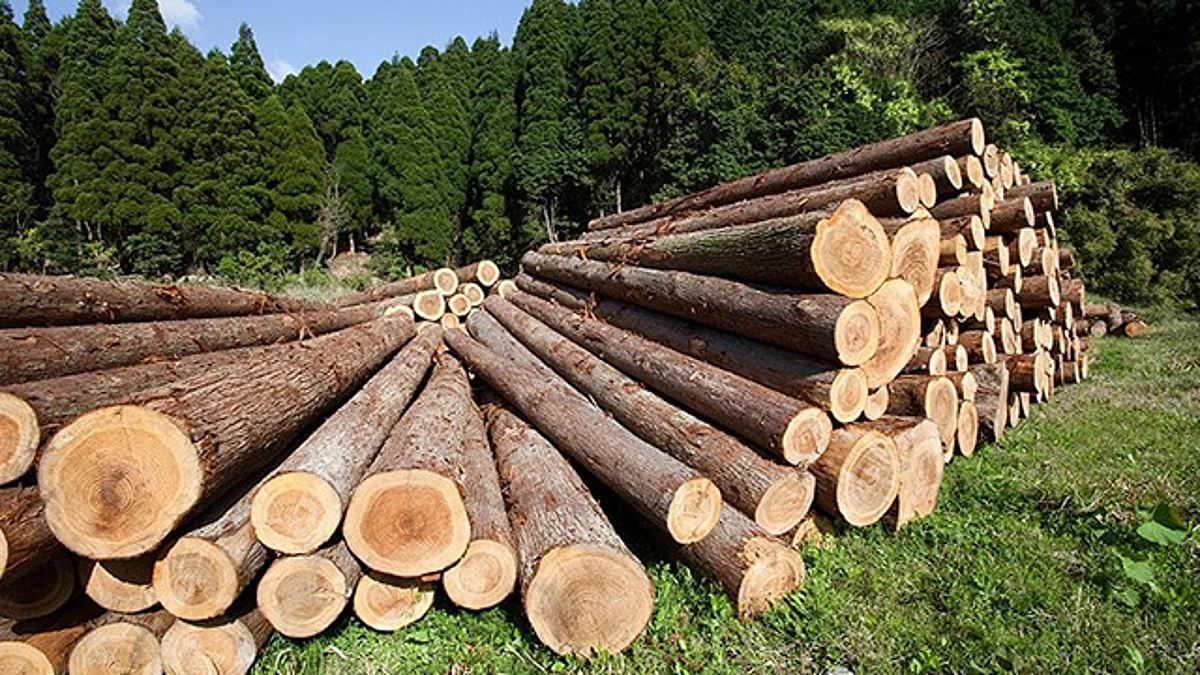 México sí se suma a la declaración para detener la deforestación, en la COP26