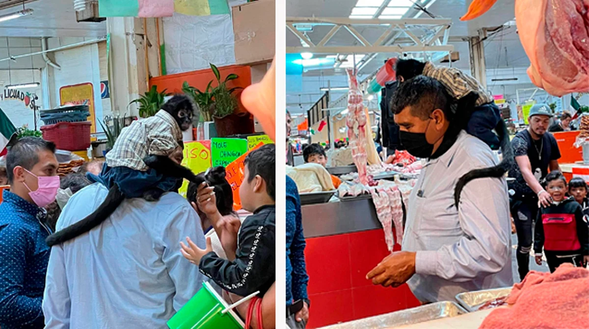 Casual: va a comprar el mandado con su chango en Morelia