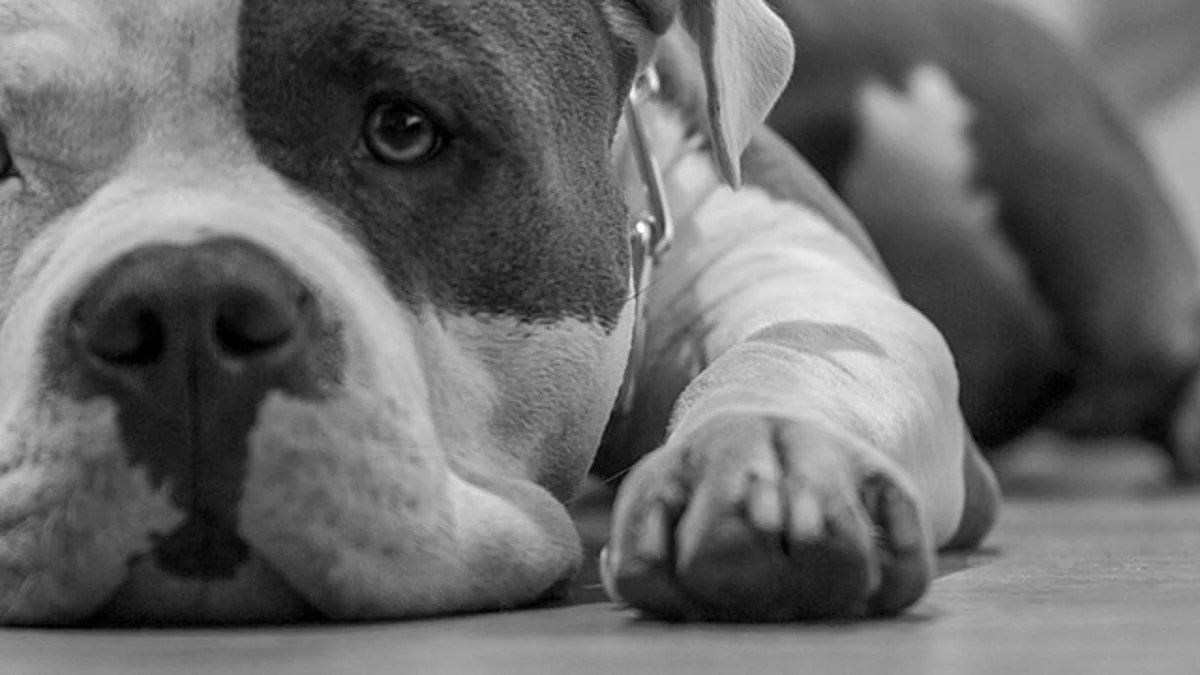 Michoacán: lo vinculan a proceso acusado de envenenar a cuatro perros