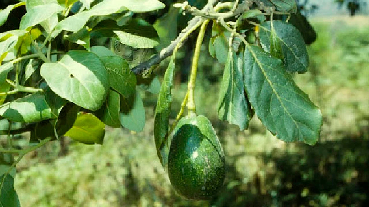En cateo, asegura FGE predio usado para huerta ilegal de aguacate en Charo