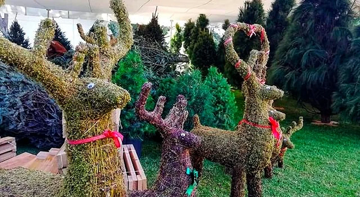 Llega a Morelia el 6º Bazar de Árboles de Navidad