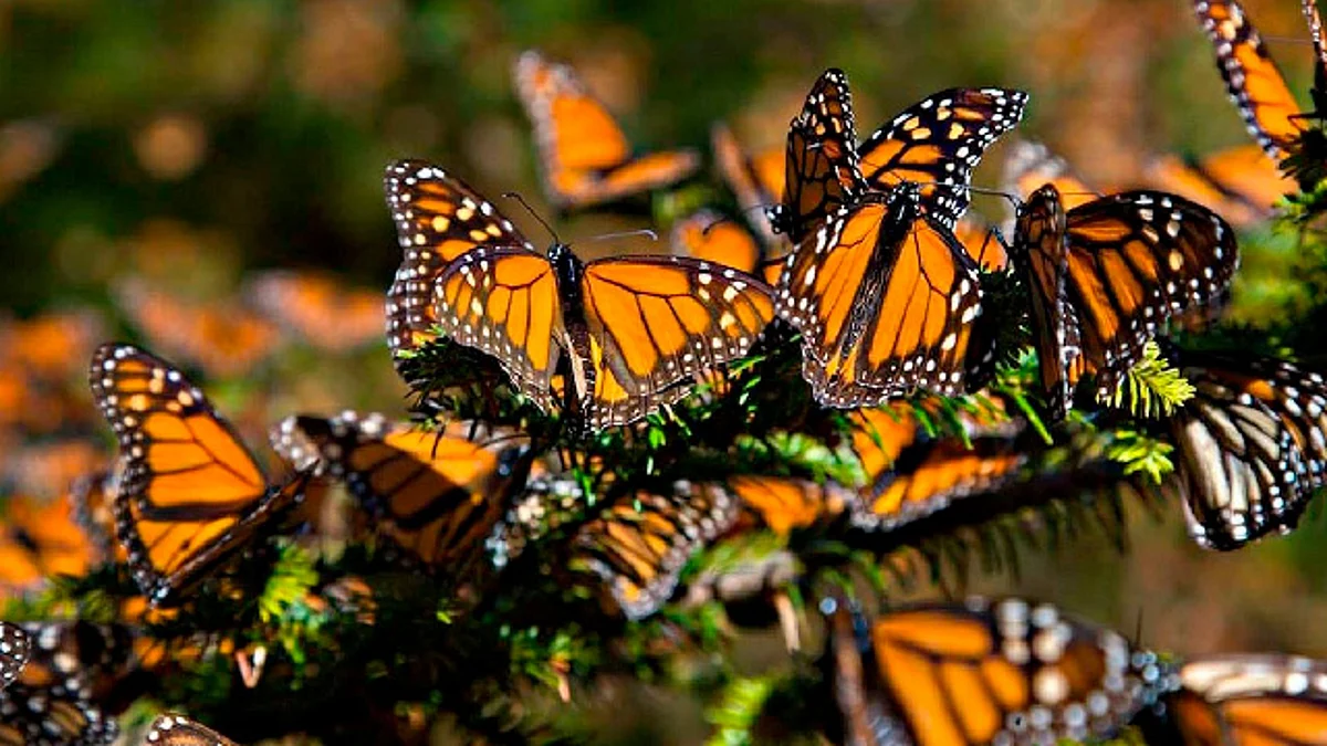 Santuarios de la mariposa monarca reabrirán a finales de noviembre: Conanp
