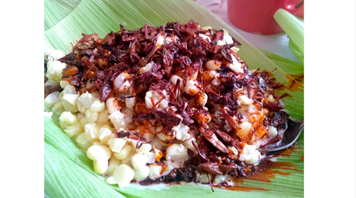 Elote con chapulines servido en hoja, no en unicel, se vende en Morelia
