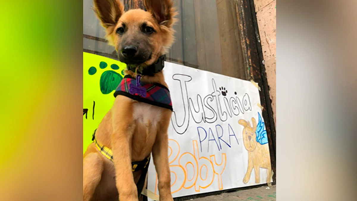 Piden en Congreso revisar caso de maltrato animal en Tangamandapio