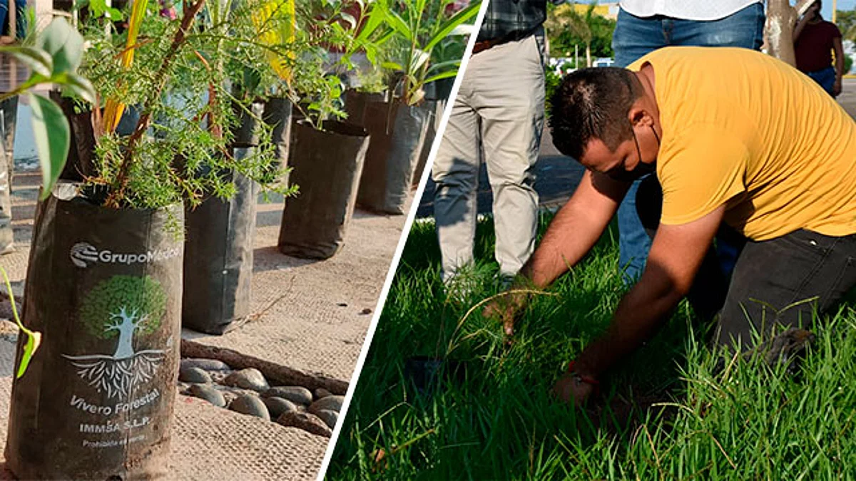 Lázaro Cárdenas arranca Campaña Permanente de Reforestación de Áreas Verdes
