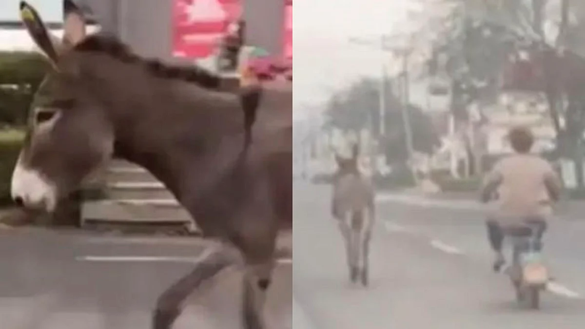 Burro escapa de restaurante chino donde se lo iban a comer y se hace viral