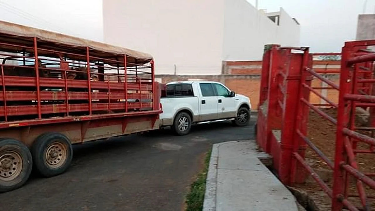 Abusos en cobros por uso de rastros municipales, detectaron diputados en leyes de ingresos