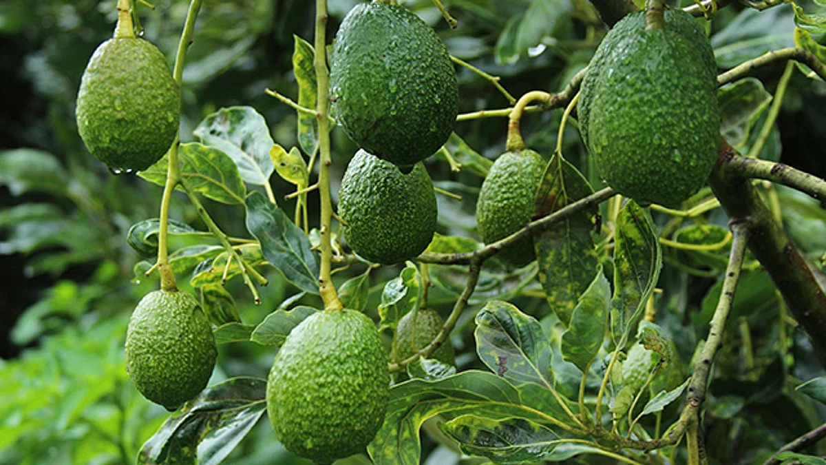En Australia destruyen toneladas de aguacates ante el desplome de precios