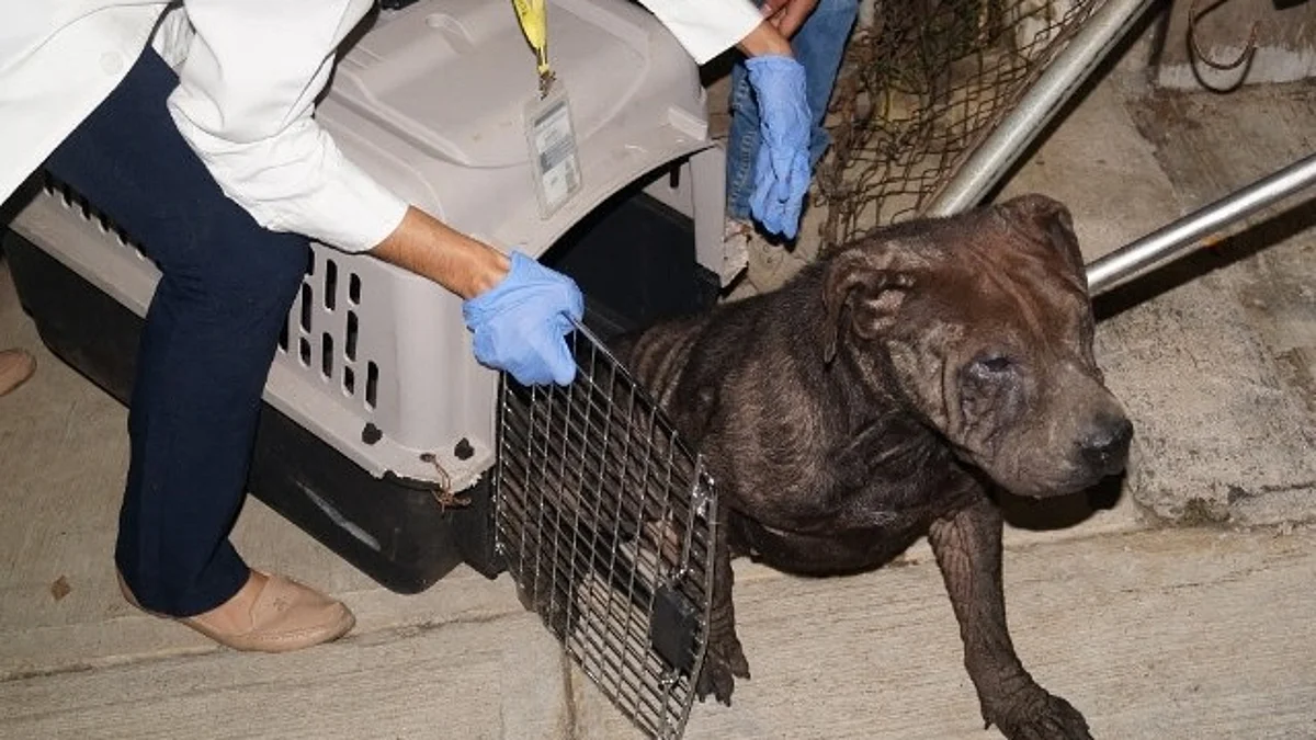 Michoacán: FGE, con 18 carpetas por maltrato animal; al día, hasta 5 denuncias