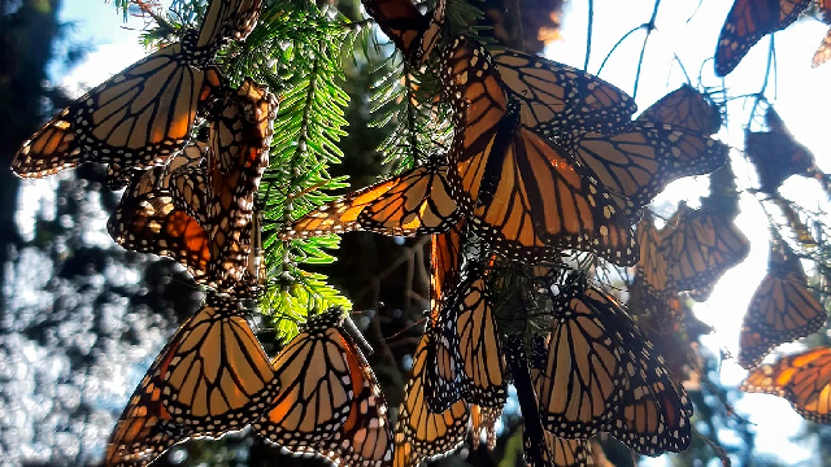 ¿Sin planes? Ya puedes visitar los santuarios de la mariposa Monarca