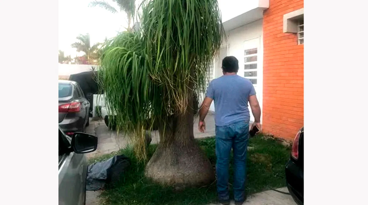 ¿Por qué? Ilegal, venta de pata de elefante; ronda los $15 mil