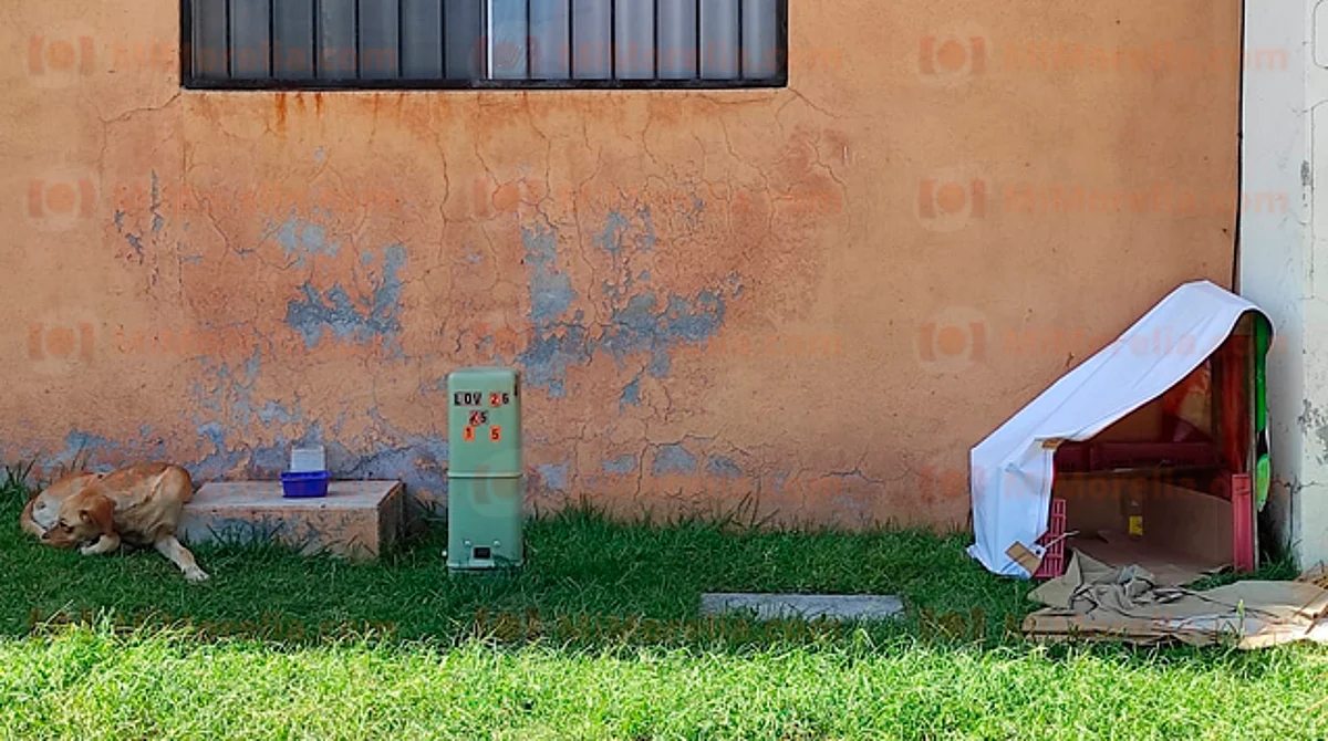 Morelianos improvisan casas a perritos abandonados para que no pasen frío