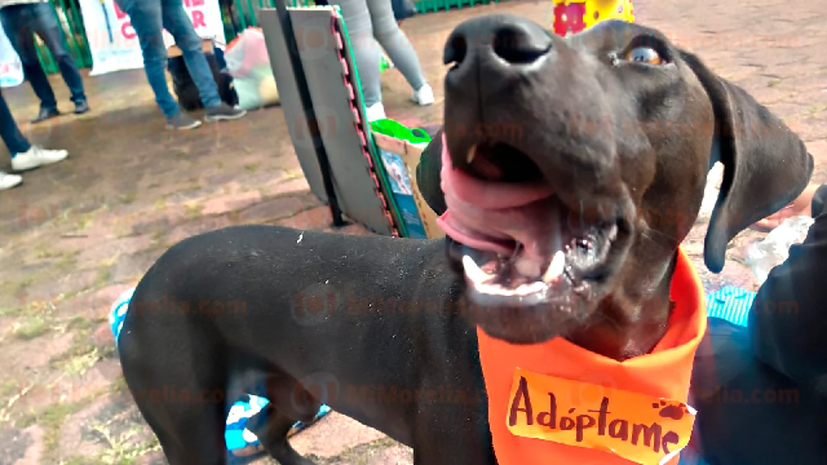 Necesarias, al menos 300 esterilizaciones diarias de perros en situación de calle: Ghapad