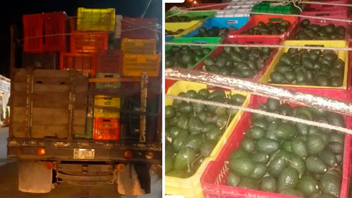 Aseguran a uno con 3 mil 700 kilos de aguacate ilícito