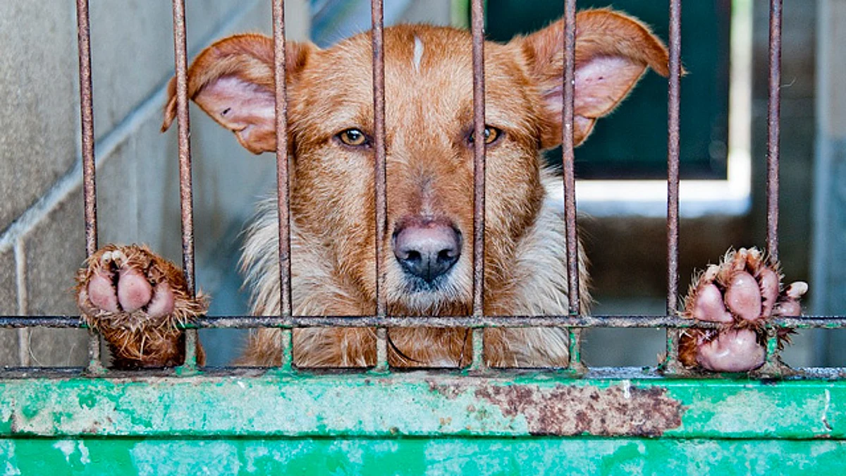 FGE realiza investigaciones en el caso de maltrato animal en Zinapécuaro