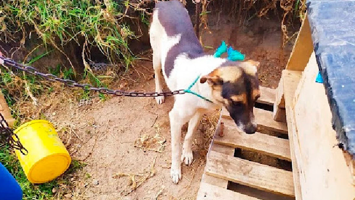 El delito de agredir a los animales puede ser penado hasta con 2 años de cárcel