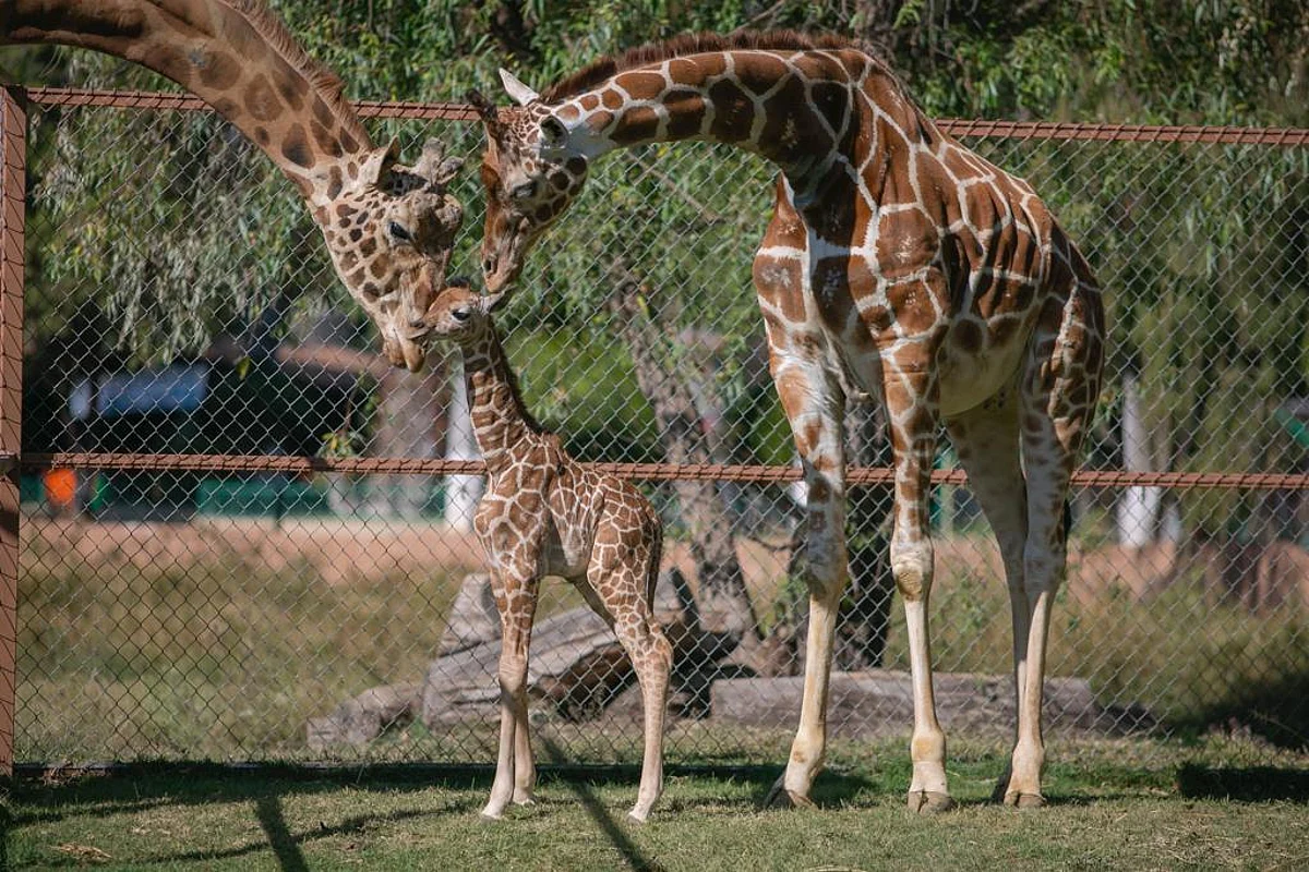 Nace jirafa en el zoológico de Morelia; puedes ayudar a ponerle nombre