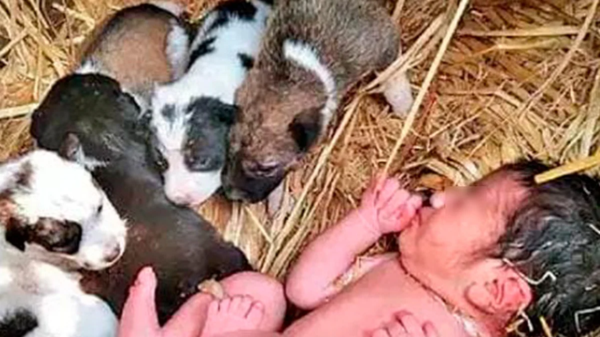 Bebé abandonada sobrevive al frío gracias a cachorros que la protegieron