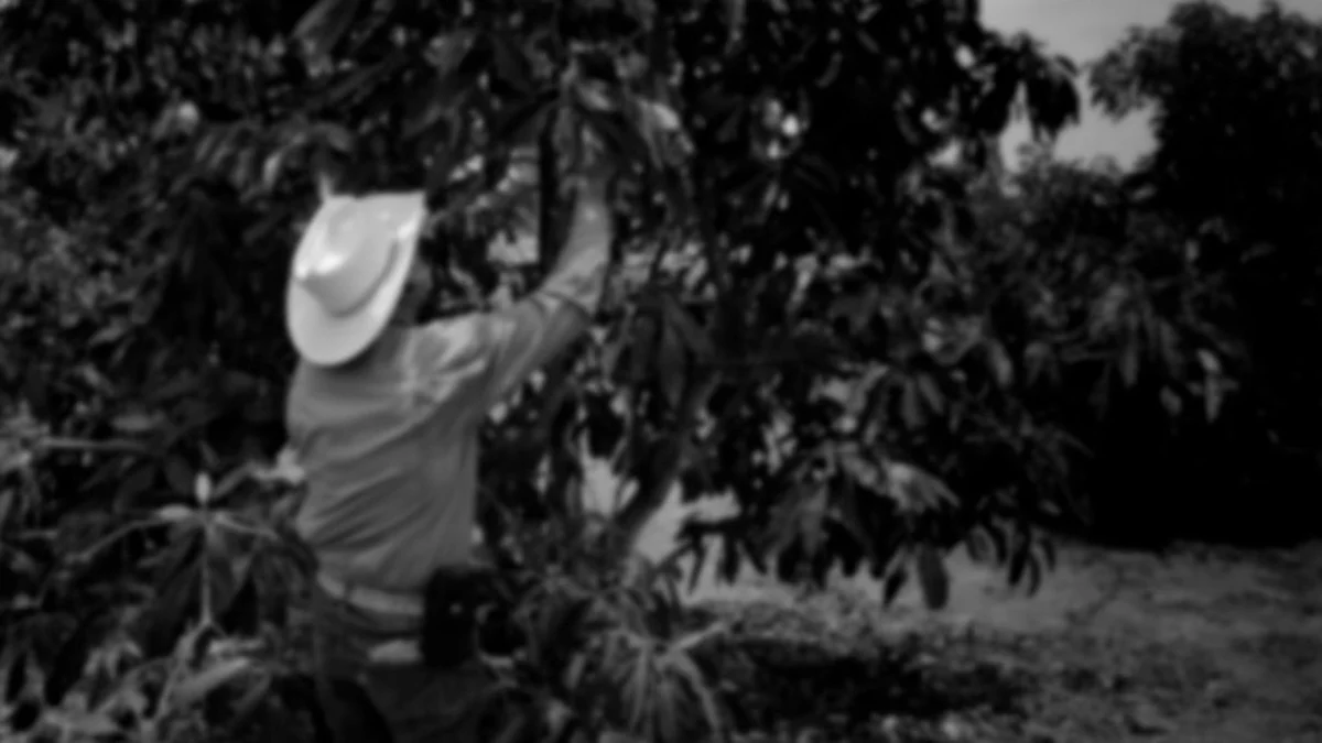Michoacán: a proceso, hombre que taló árboles para plantar aguacate sin permiso