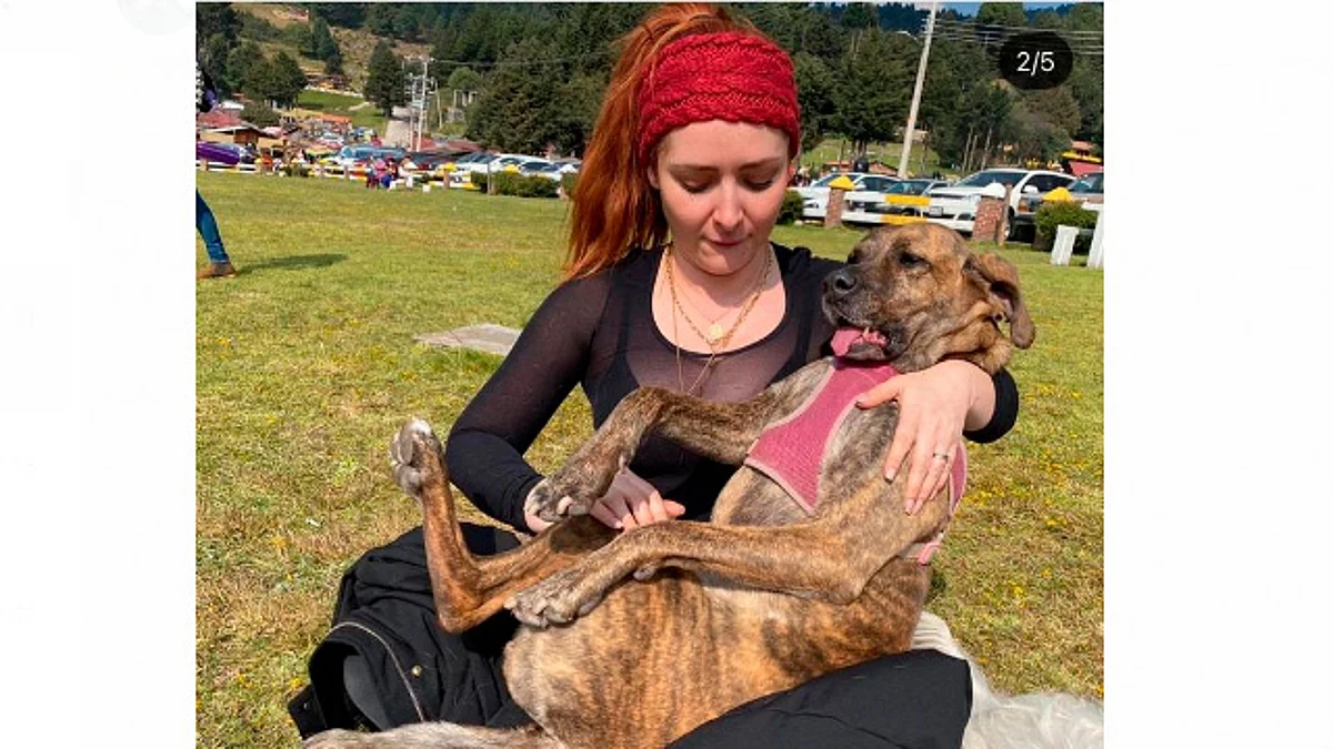 Cocodrilo devora a la perrita de la actriz Ariadne Díaz; así lo relató