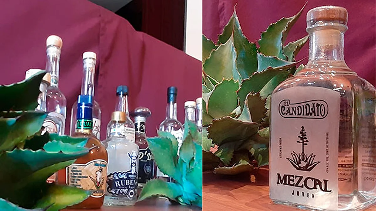 Festival del Mezcal en Etúcuaro tendrá más de 40 productores