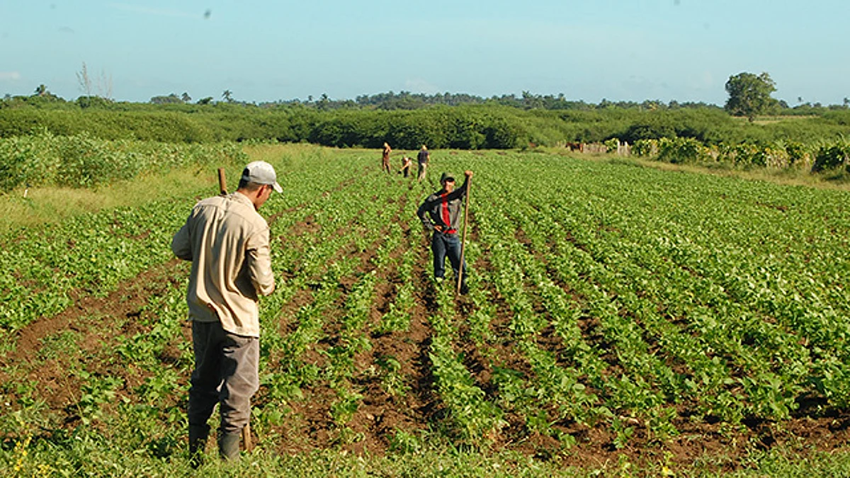Por inseguridad, Tierra Caliente perdió 243 mdp en el sector agrícola: Sedrua