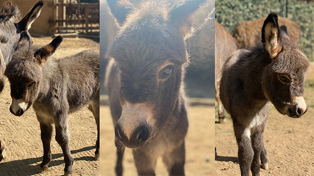 Nace cría de burro africano en el Zoológico de Morelia
