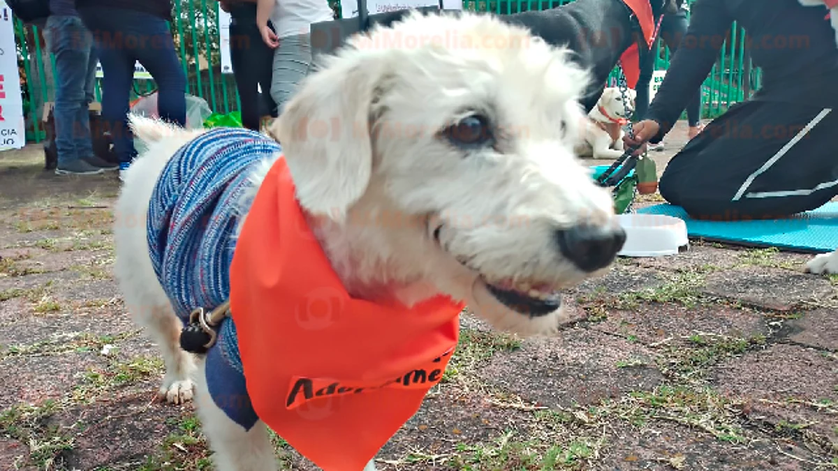 Este domingo, Feria de la Adopción Canina y Felina en Morelia