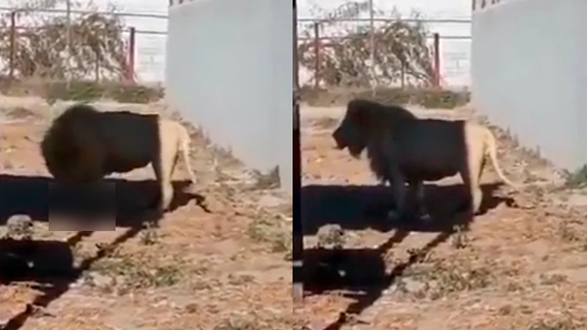 León se come a su cría frente a visitantes en un zoológico de México